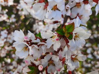 blossom in spring