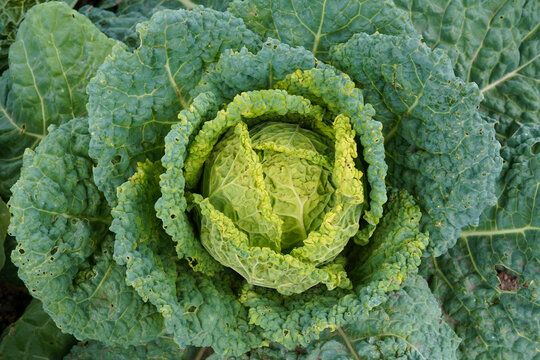 A fresh Savoy cabbage head in a garden
