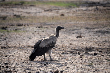 View of Vulture on the ground, Africa