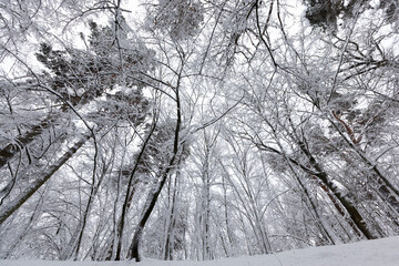 deciduous trees in winter, cold frosty winter weather