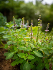 Holy basil or Ocimum tenuiflorum flowers and plants in the Hügelkultur mound