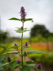 Agastache rugosa or Korean-mint purple flower head and green stems growing on top of Hügelkultur mound. Organic garden pollinator flower attracting bees.
