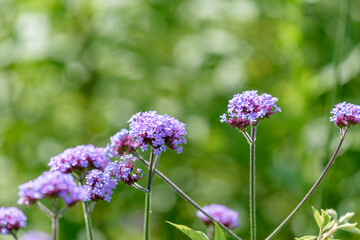 青紫色の三尺バーベナの花