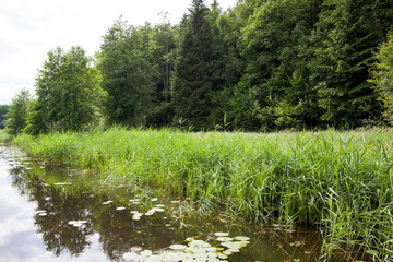 Fototapeta na wymiar old lake with growing water lilies