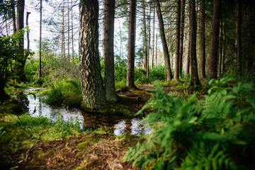 forest in the morning