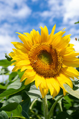 ひまわりと青空