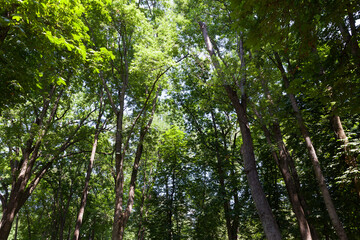 trees covered with green foliage in summer