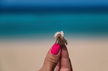 hermit crab in the woman hand on the beach of Maldives island. Copy space, ocean and sand on background. Crossroads Maldives, july 2021