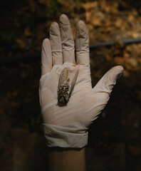 Fototapeta na wymiar hands of a person holding a dead moth