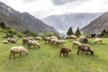 Sheep grazing on green mountain meadow. High quality photo