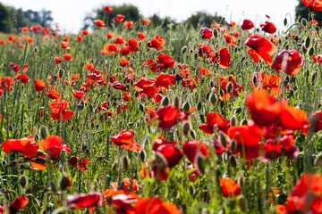 Fototapeta na wymiar summer red poppies with defects