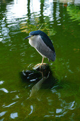 Bird standing alone on rock and carp fish or koi fish swimming in the pond