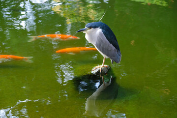 Bird standing alone on rock and carp fish or koi fish swimming in the pond