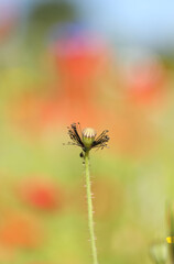 Decaying Poppy head with a muted background