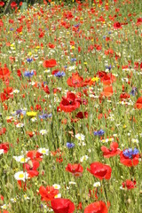 Fototapeta premium Wildflower meadow