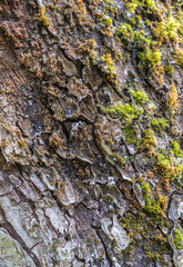 Close-up of the texture of the bark of an apple tree with moss.