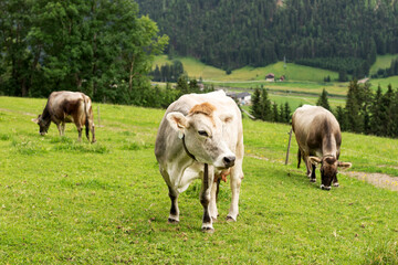 Gray cows on the alpine pasture in summer