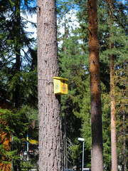 Yellow birdhouse on a tree trunk in the forest near Järvzoo, Järvsö