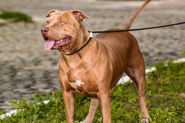 Brazilian pit monster dog being photographed in a green area