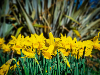 yellow daffodils in spring