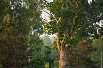 Close-up of mighty deciduous oak tree in the green forest (public park). Atmospheric summer...