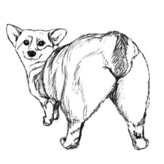 sketch of a cute corgi, a dog on a white background