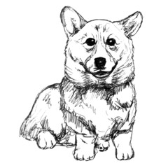 sketch of a cute corgi, a dog on a white background