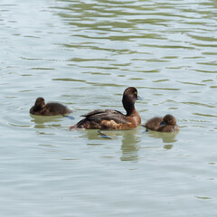 Aythya fuligula - Brown adult female tufted duck surronded by its ducklings and swimming in a small stream
