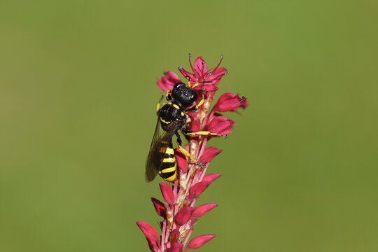 Wasp Ectemnius cephalotes, family Sand wasps, digger wasps (Crabronidae ). On flowers of Knotweed, knotgrass (Polygonum amplexicaule), family Buckwheat (Polygonaceae). Dutch garden, Summer, August 