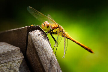 Dragonfly