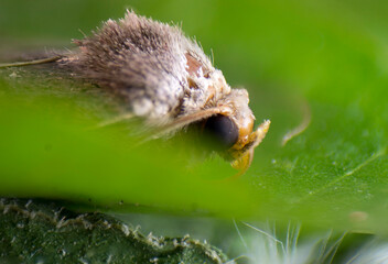 Mole macro insect