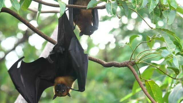 bat on a branch