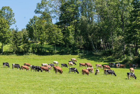Rinder auf der Weide
