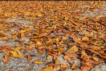 石畳に敷き詰められた落ち葉