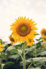 Obraz premium Sunflower blooming, flower natural background. Harvest time agriculture farming oil production.