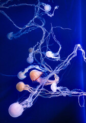 Indonesia sea nettle jellyfish swimming in the aquarium
