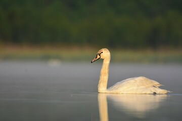 Łabędź na jeziorze 