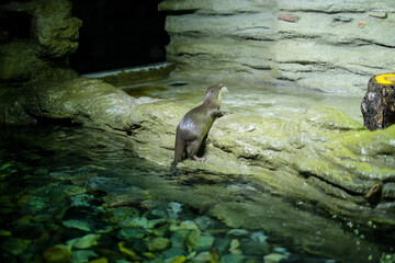 a otter is playing around aquarium