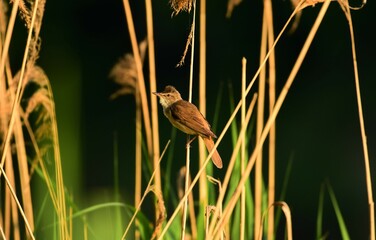 Trzciniak na trzcinie nad stawem rybnym  © Mateusz