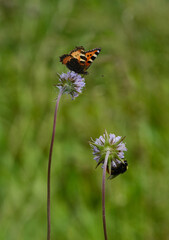 Peacock butterfly and  bumblebee. Insects frolic on colorful flowers to suck nectar. Shallow depth of field