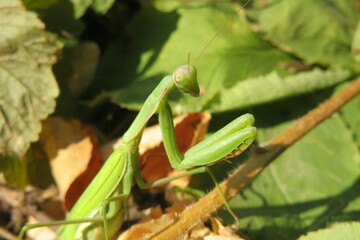 Green praying mantis in the garden, closeup