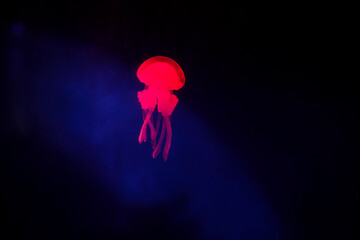 blurred cute jellyfishes in aquarium