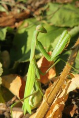 Green mantis in the garden on natural leafs background, closeup