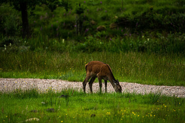 A female Red Deer grazing on the short park grass.
