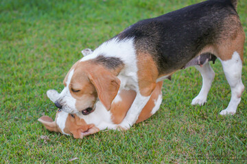 beagle dog playing in a green field with its puppy.
