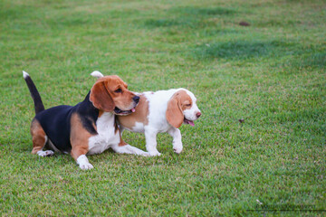 beagle dog playing in a green field with its puppy.