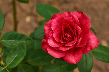 Big red  rose in the garden
