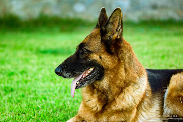 German shepherd dog playing and running in a green area.