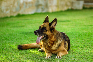 German shepherd dog playing and running in a green area.