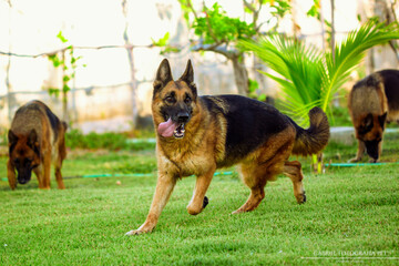 German shepherd dog playing and running in a green area.